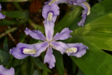 Iris cristata RCP5-06 074.jpg